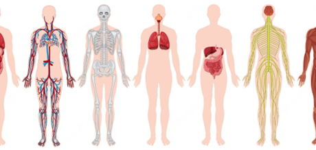 Fatos Curiosos Sobre o Corpo Humano Que Poucas Pessoas Conhecem